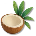 Coconut icon