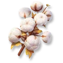 Cotton icon