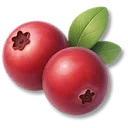 Cranberry icon