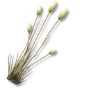 Flufftail Grass icon