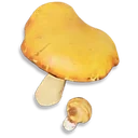 Orange Cap icon