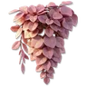 Bougainvillea