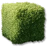 Box Shrubs