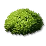 Broadleaf Shrubs