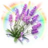Colorful Sparkling Lavender