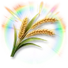 Colorful Wheat