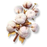 Cotton