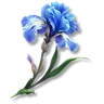 Dewfall Iris