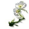 Essence of Grass