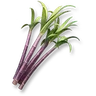 Fast-Growing Sugarcane