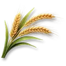 Fast-Growing Wheat