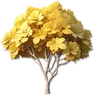 Golden Rain Tree