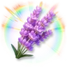 Huge Colorful Lavender