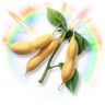 Huge Colorful Soybean