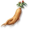 Huge Ginseng