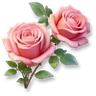 Huge Rose