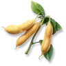 Huge Soybean