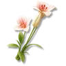 Ice Lily