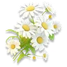 Lunar Daisy