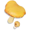 Orange Cap