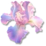 Petals