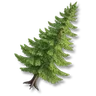 Pine Tree