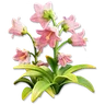 Pink Bellflower