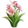 Pink Iris