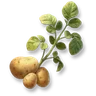 Potato