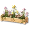 Potted Iris