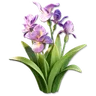Purple Iris