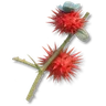 Red Thornfruit