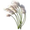 Reed