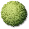 Round Shrubs