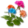 Skycloud Mallow