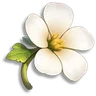 Sunny Daisy without Petals