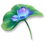 Sunshade Water Lily Pack