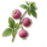 Sweet Berry