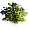 Tartball