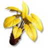 Threadstar Plant
