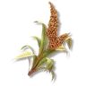 Windgrass
