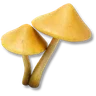 Yellow Fluffroom