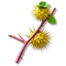 Yellow Thornfruit