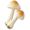 White Mushroom icon